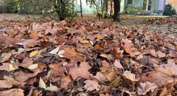 Lombhelyzet van, gyűjtik és elszállítják