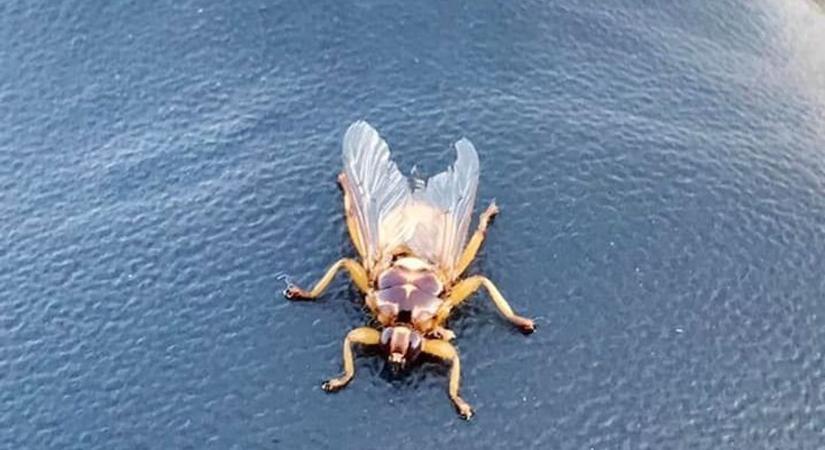 Mint egy rossz horror film: Új, veszélyes vérszívó jelent meg Baranyában, a szarvas-kullancslégy