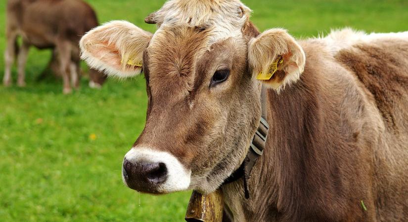 Egyre agresszívebben terjed a májban élő parazita, már a háziállatokat is támadja