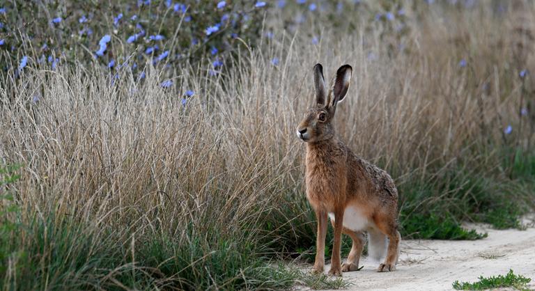 Gyilkos vírus bukkant fel Magyarországon, figyelmeztet a Nébih
