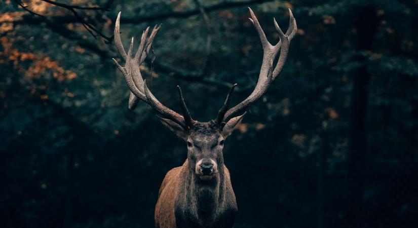 IQ-teszt kell a Budakeszi Vadasparkba a belépéshez?