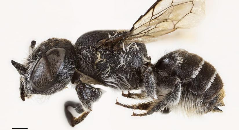 Ördögi szarva van egy most felfedezett méhfajnak