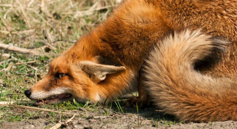 Kifakadtak az állatkerti dolgozók: veszélyes szokás terjed a látogatók között