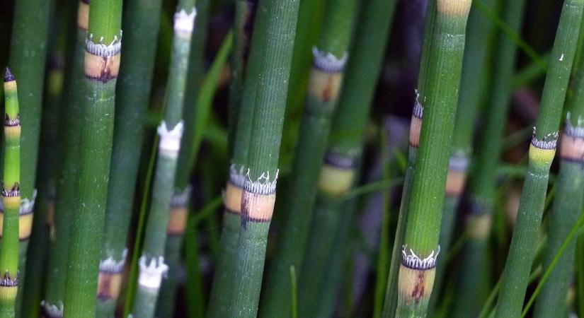 Téli zsurló – az ősidők élő emléke, ami nem ismer pihenőt