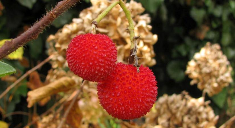 Az atlanti szamócafa bosszúja – öt év türelem, tíz szem boldogság