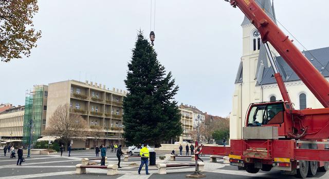 Megérkezett Kaposvár karácsonyfája