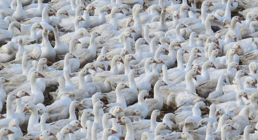 Hungarikum, amit Európa kitiltana – mi lesz a libamájjal?