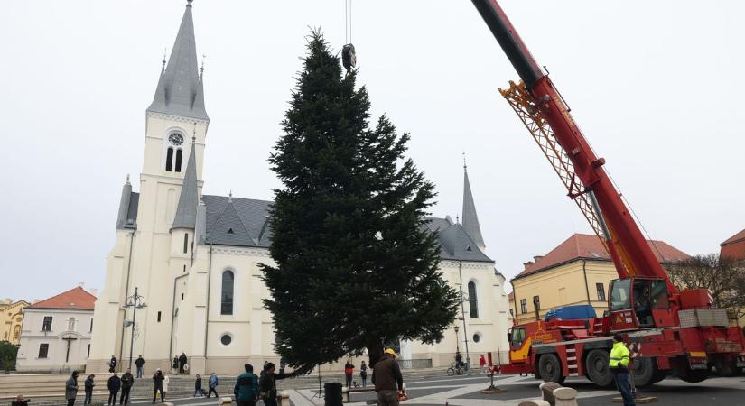 Megérkezett Kaposvár fenyőfája, elkezdődött a díszítés