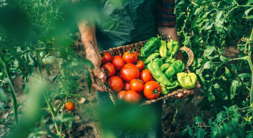 Lerontották a leplet: tényleg ez lehet a kiút a magyar zöldségtermesztőknek?
