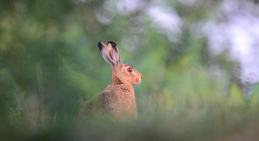 Az emberre nem veszélyes, de a vadállományt megtizedelheti a Magyarországon megjelent myxomatózis