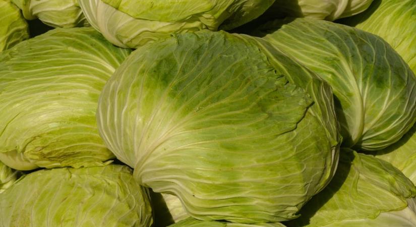 Gigantikus méretű káposzta? A török gazdák már ezt is elérték