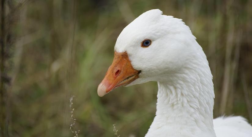 A liba, mint hobbiállat – avagy miért gágog velem együtt Márton-napon