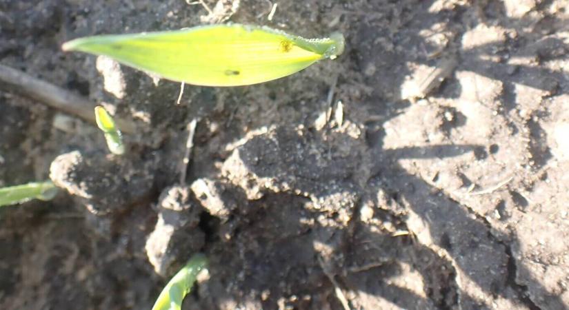 Kalászosokra leselkedő vírusveszély – előzzük meg időben!