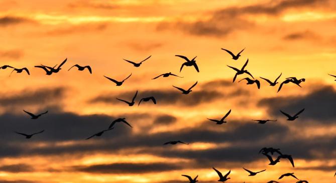 Sokasodnak a vadludak