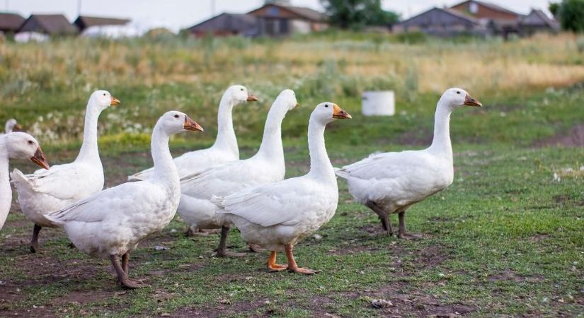 Ma minden kiderül: A Márton-napi időjárás elárulja milyen lesz a tél