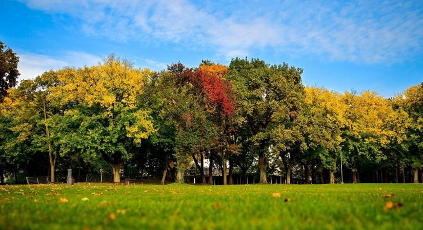 Kecskefűz, hamvas éger vagy rezgő nyár? November végéig lehet szavazni az Év fájára