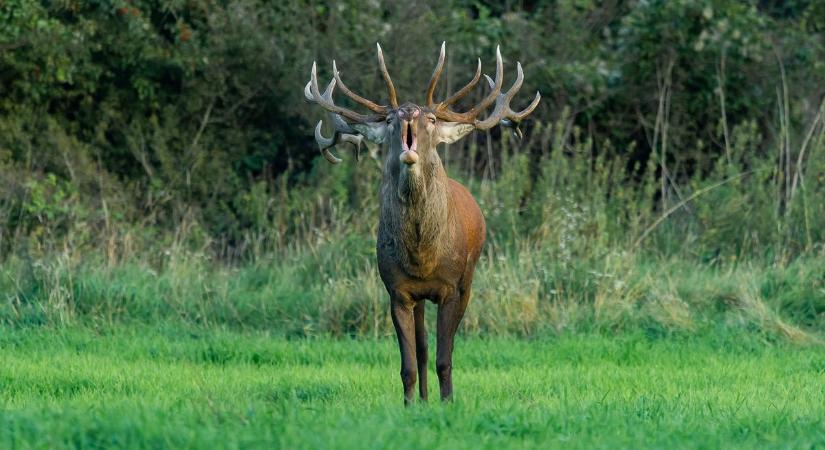 Ezért lepik el többször rendőrök is a Vértest, nem kicsi a tét