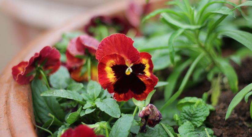 Ha így ülteti el az árvácskát, virágozva túléli a téli fagyokat