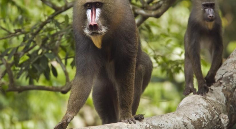 Veszélyes, többszázas majomhordák járják ezeket az erdőket