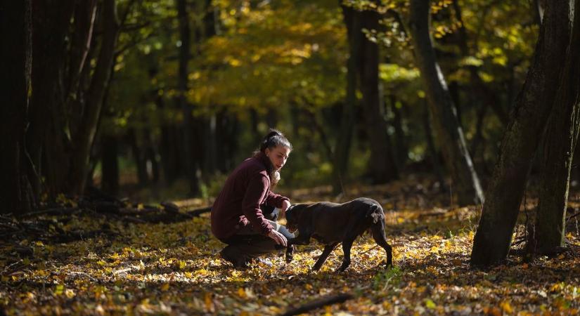 Mérgezik a kutyákat, elképesztő veszélyek leselkednek ősszel a séta közben a kedvenceinkre
