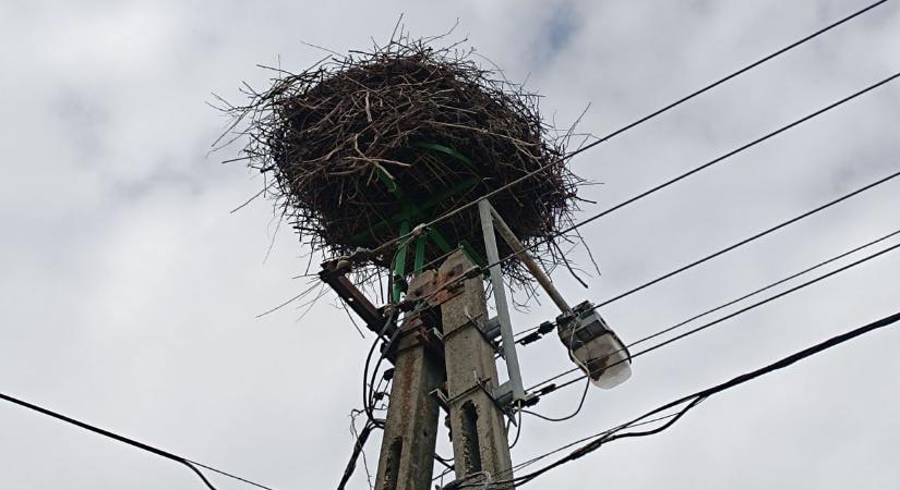 Nemrég a Kárász utcán is sétált egy – kell-e aggódni, ha itthon marad a gólya?