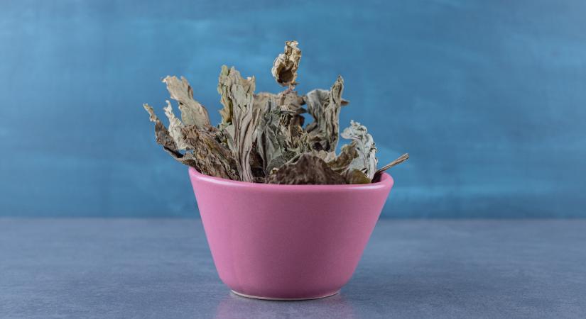 Elszáradt a szobanövény? Ki ne dobja! Így tud néhány nap alatt életet lehelni bele