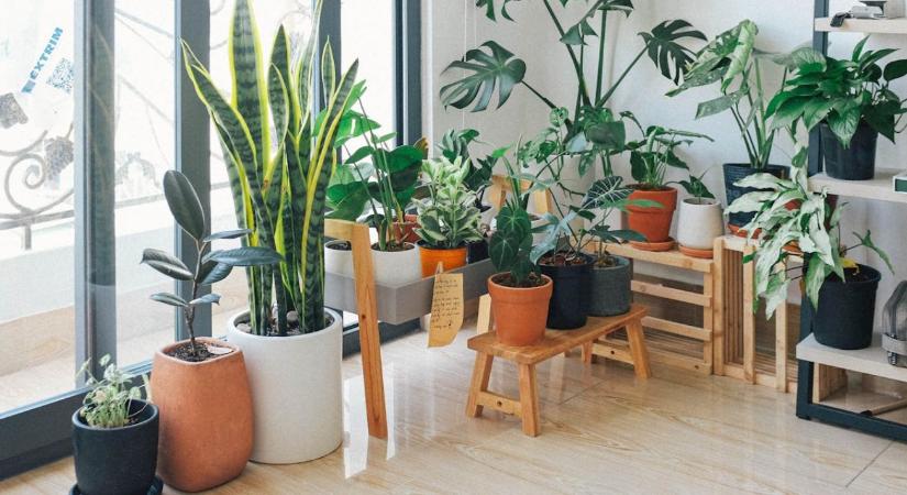 Hová tegyük a szobanövényeket? Nem csak a látvány számít