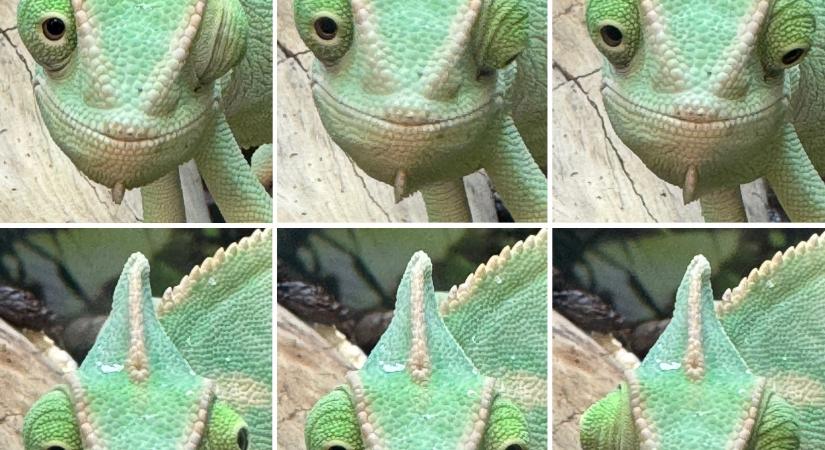 „Tekercselt” látóidegei miatt képesek a kaméleonok külön-külön mozgatni a szemeiket