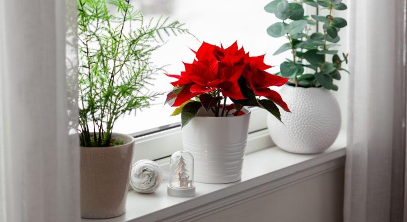 Mikulásvirág: ide tegyük, hogy január végéig pompázzon