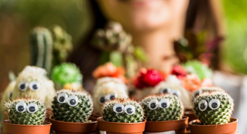 A feng shui szerint nem mindegy, hová ülteti a kaktuszt