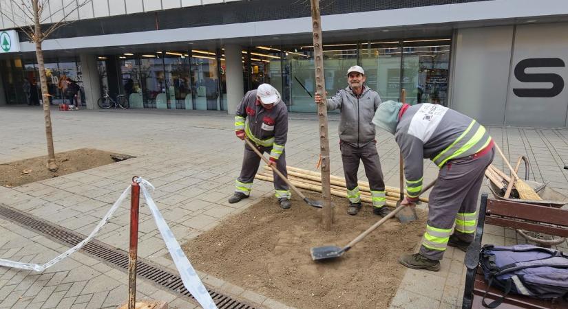 Új fákat ültetnek az Arrabona előtt, miután kivágták az öreg kőriseket Győrben - fotók