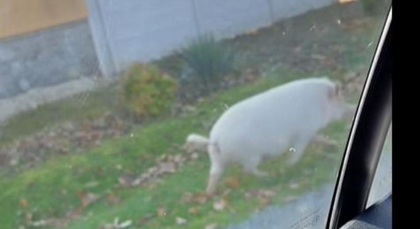 Elszabadult malacok keltenek feltűnést Szombathely egyik fontos részén - videó