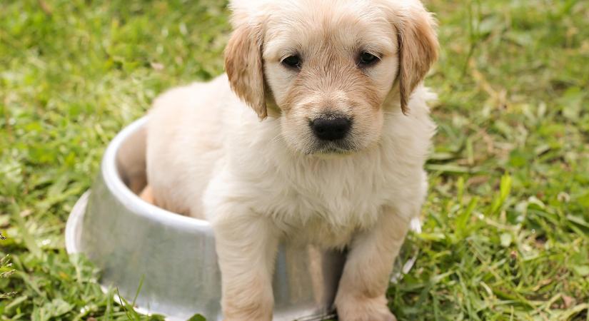 Új adót vezetnek be, most a kutyásoknak kell majd többet fizetni
