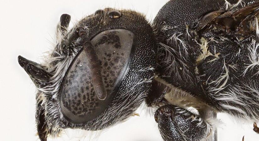 Ördögszerű szarvai után kapta a nevét az Ausztráliában felfedezett méhfaj