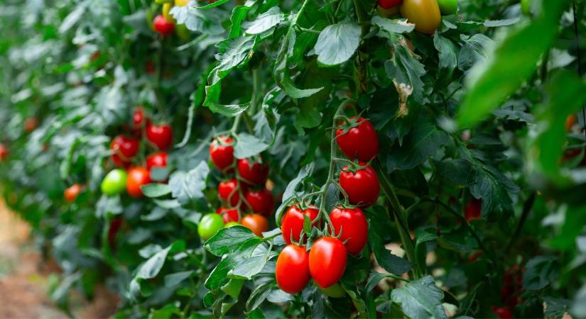 Áfacsalás ellen: fordított áfát sürgetnek a zöldségtermelők