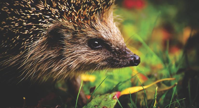 Ezt tegyük, ha sünt találunk most a kertünkben!