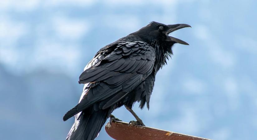 Halálos „gondoskodás” a Budakeszi Vadasparkban, a látogatók egy része képtelen betartani a szabályokat