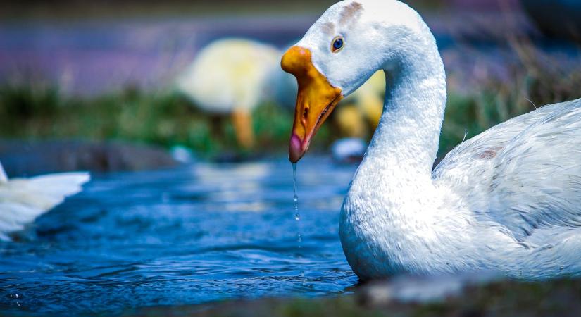Jó hír: nem lesz hiány libamájból