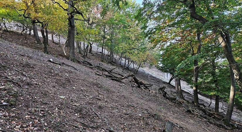 Kihalt a Vértes titkos fája: a világon csak itt élt – és most örökre eltűnt