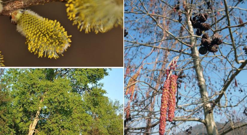 Három őshonos fafaj közül választhatjuk meg 2026 Év Fáját