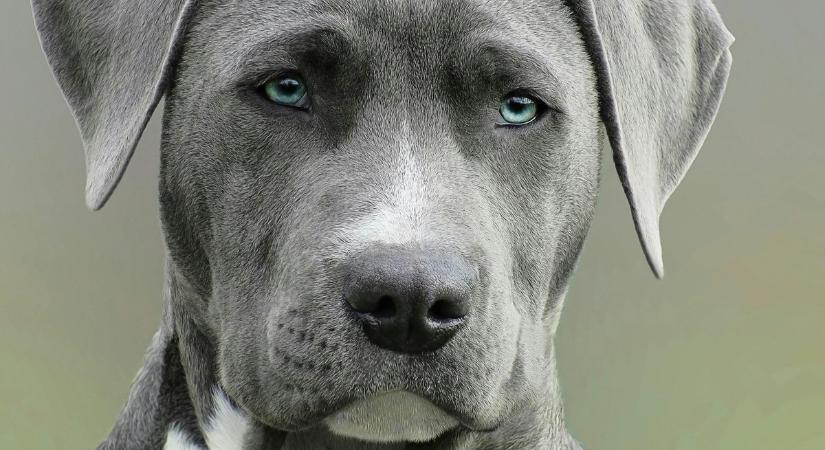 „Úristen, meg fog halni!” – brutális kutyatámadás érte a kisfiút