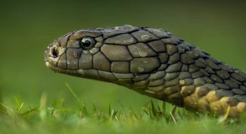 Túlélni a mérget – avagy hogyan ne halj bele a vacsorádba