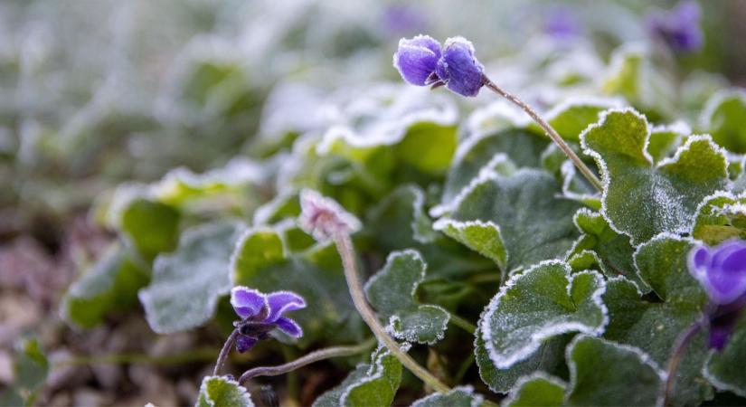 Fagykár megelőzése a kertben – talajtakarás és mikroklíma-trükkök