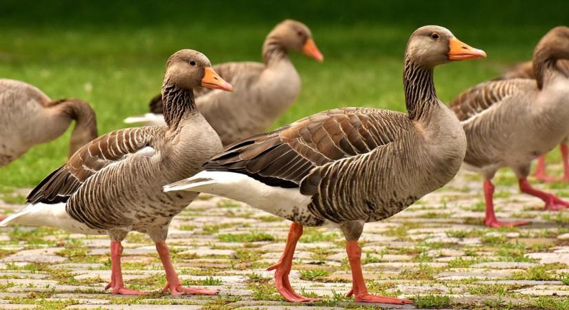Lengyel nyomás, csökkenő állomány – megújulásra van szüksége a magyar libaágazatnak