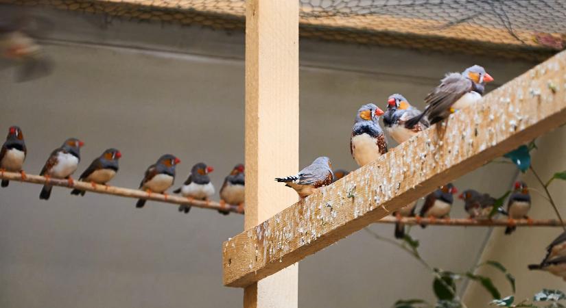 Ezért fakadnak dalra a madarak már hajnalban