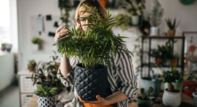 4 szobanövény, aminek kevés fény is elég