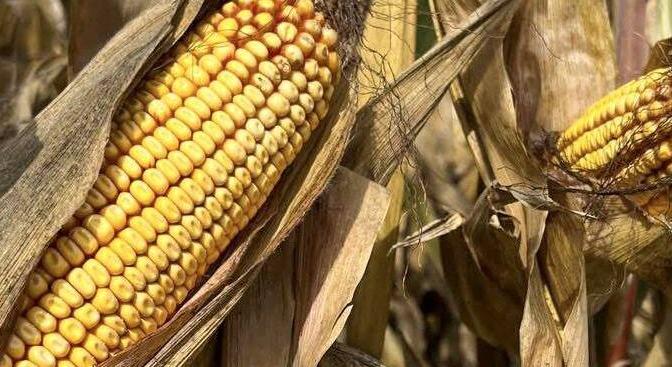 Van jövője a kukoricatermesztésnek Magyarországon
