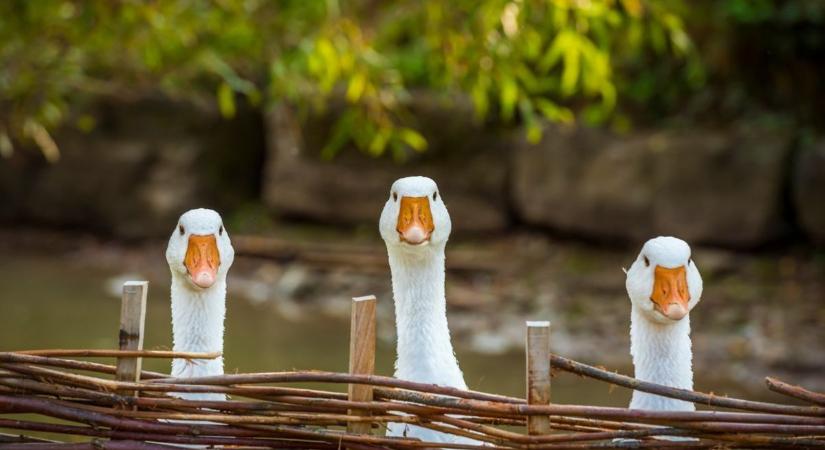 5 érdekes Márton-napi babona és népszokás