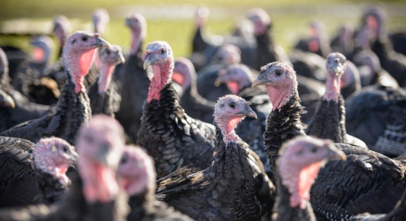 Újabb magyar megyében bukkant fel a vírus: több ezer állatot kell leölni