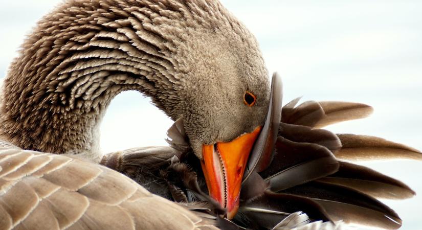 Libavacsora és Szent Márton